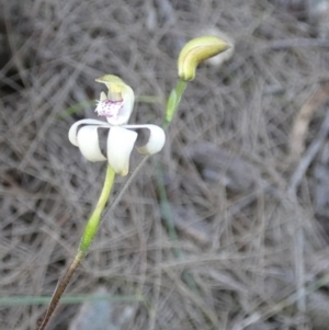 Caladenia moschata at Borough, NSW - 27 Oct 2022