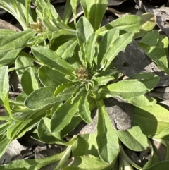 Gamochaeta impatiens (A cudweed) at Aranda Bushland - 29 Oct 2022 by lbradley