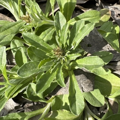 Gamochaeta calviceps (Narrowleaf Purple Everlasting) at Aranda, ACT - 29 Oct 2022 by lbradley