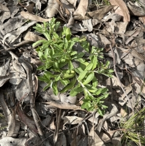 Gamochaeta impatiens at Aranda Bushland - 29 Oct 2022 04:48 PM