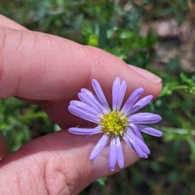 Calotis cuneifolia (Purple Burr-daisy) at Redlands Hill Flora and Fauna Reserve - 28 Oct 2022 by Darcy