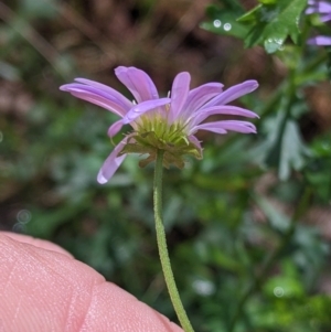 Calotis cuneifolia at Redlands, NSW - 29 Oct 2022