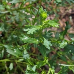 Calotis cuneifolia at Redlands, NSW - 29 Oct 2022