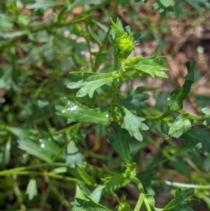 Calotis cuneifolia at Redlands, NSW - 29 Oct 2022 10:10 AM