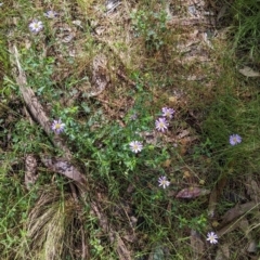 Calotis cuneifolia at Redlands, NSW - 29 Oct 2022