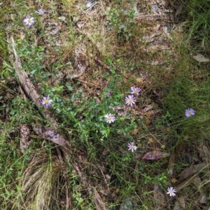 Calotis cuneifolia at Redlands, NSW - 29 Oct 2022 10:10 AM