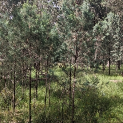 Callitris glaucophylla (White Cypress Pine) at Redlands Hill Flora and Fauna Reserve - 28 Oct 2022 by Darcy