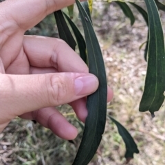 Acacia pycnantha (Golden Wattle) at Redlands Hill Flora and Fauna Reserve - 28 Oct 2022 by Darcy