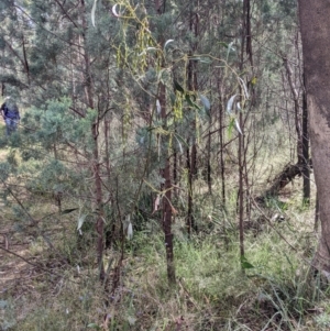 Acacia pycnantha at Redlands, NSW - 29 Oct 2022 10:15 AM