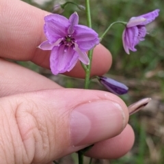 Arthropodium strictum (Chocolate Lily) at Redlands Hill Flora and Fauna Reserve - 28 Oct 2022 by Darcy