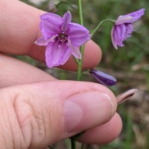 Arthropodium strictum at Redlands, NSW - 29 Oct 2022