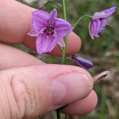 Arthropodium strictum (Chocolate Lily) at Redlands Hill Flora and Fauna Reserve - 28 Oct 2022 by Darcy