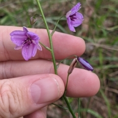 Arthropodium strictum at Redlands, NSW - 29 Oct 2022