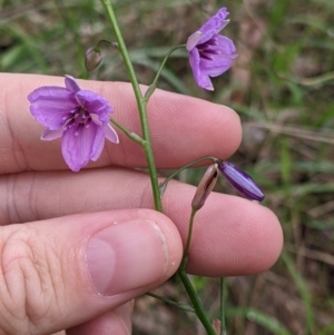 Arthropodium strictum at Redlands, NSW - 29 Oct 2022