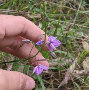 Arthropodium strictum at Redlands, NSW - 29 Oct 2022