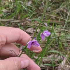 Arthropodium strictum at Redlands, NSW - 29 Oct 2022