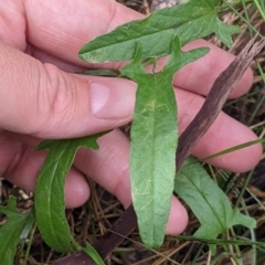 Convolvulus sp. (A Bindweed) at Redlands, NSW - 29 Oct 2022 by Darcy