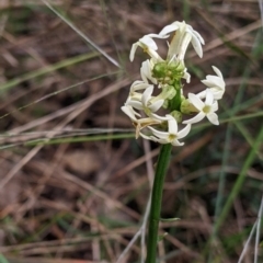 Stackhousia monogyna (Creamy Candles) at Redlands Hill Flora and Fauna Reserve - 28 Oct 2022 by Darcy