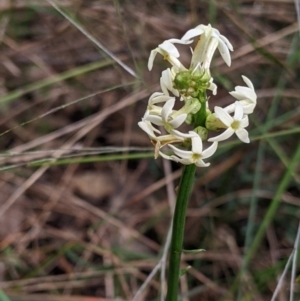 Stackhousia monogyna at Redlands, NSW - 29 Oct 2022