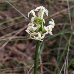 Stackhousia monogyna at Redlands, NSW - 29 Oct 2022