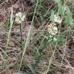 Stackhousia monogyna at Redlands, NSW - 29 Oct 2022