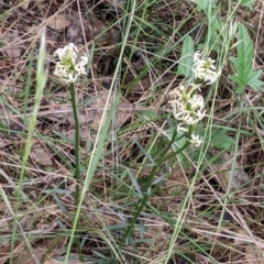 Stackhousia monogyna at Redlands, NSW - 29 Oct 2022 10:28 AM