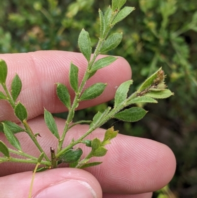 Acacia acinacea (Gold Dust Wattle) at Redlands, NSW - 29 Oct 2022 by Darcy
