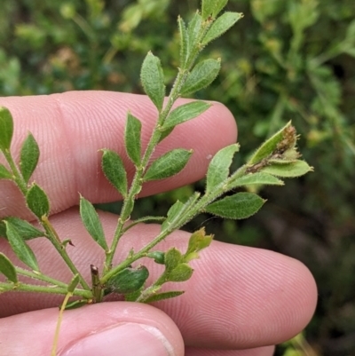 Acacia acinacea (Gold Dust Wattle) at Redlands Hill Flora and Fauna Reserve - 28 Oct 2022 by Darcy