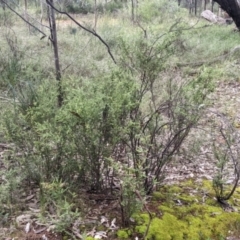 Acacia acinacea at Redlands, NSW - 29 Oct 2022