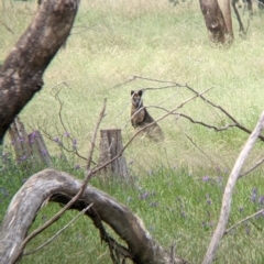 Wallabia bicolor (Swamp Wallaby) at Redlands, NSW - 29 Oct 2022 by Darcy