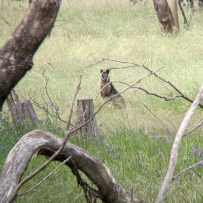 Wallabia bicolor (Swamp Wallaby) at Redlands Hill Flora and Fauna Reserve - 28 Oct 2022 by Darcy