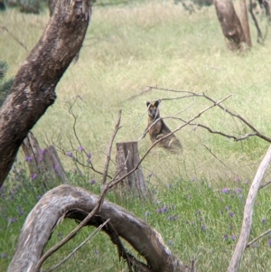 Wallabia bicolor at Redlands, NSW - 29 Oct 2022 10:32 AM