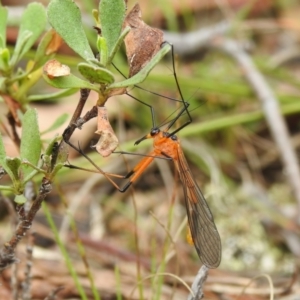 Harpobittacus australis at Paddys River, ACT - 26 Oct 2022