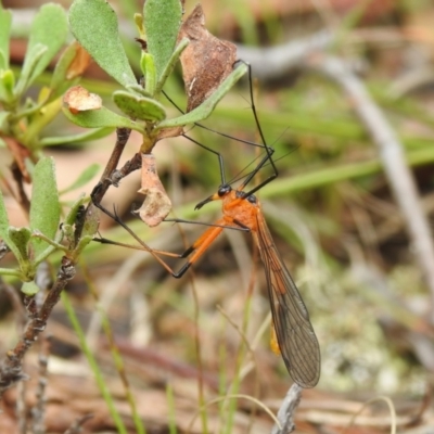 Harpobittacus australis (Hangingfly) at Tidbinbilla Nature Reserve - 26 Oct 2022 by JohnBundock
