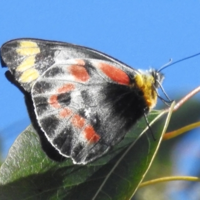 Delias harpalyce (Imperial Jezebel) at Acton, ACT - 28 Oct 2022 by JohnBundock