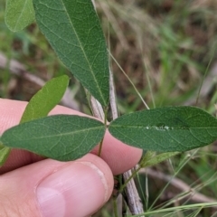 Glycine tabacina (Variable Glycine) at Redlands Hill Flora and Fauna Reserve - 28 Oct 2022 by Darcy