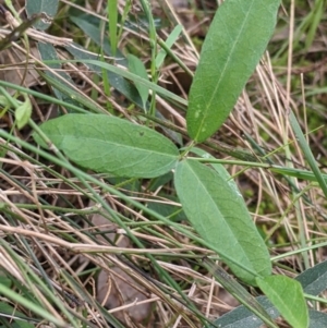 Glycine tabacina at Redlands, NSW - 29 Oct 2022