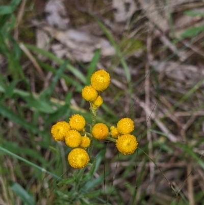 Chrysocephalum apiculatum (Common Everlasting) at Redlands, NSW - 29 Oct 2022 by Darcy