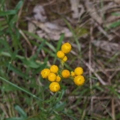 Chrysocephalum apiculatum at Redlands, NSW - 29 Oct 2022 10:34 AM