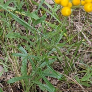 Chrysocephalum apiculatum at Redlands, NSW - 29 Oct 2022