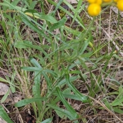 Chrysocephalum apiculatum at Redlands, NSW - 29 Oct 2022 10:34 AM