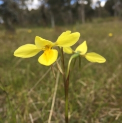 Diuris amabilis (Large Golden Moth) at Wamboin, NSW - 24 Oct 2021 by Devesons