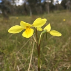 Diuris amabilis (Large Golden Moth) at Wamboin, NSW - 25 Oct 2021 by Devesons