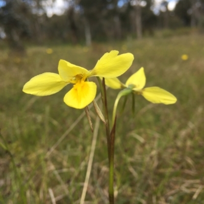 Diuris amabilis (Large Golden Moth) at Wamboin, NSW - 24 Oct 2021 by Devesons