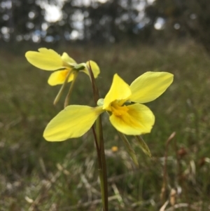 Diuris amabilis at Wamboin, NSW - suppressed