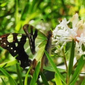 Graphium macleayanum at Acton, ACT - 28 Oct 2022