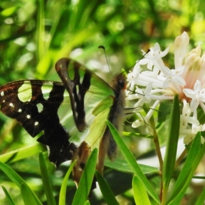 Graphium macleayanum (Macleay's Swallowtail) at ANBG - 28 Oct 2022 by JohnBundock