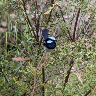 Malurus cyaneus (Superb Fairywren) at Redlands Hill Flora and Fauna Reserve - 28 Oct 2022 by Darcy
