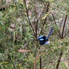 Malurus cyaneus at Redlands, NSW - 29 Oct 2022