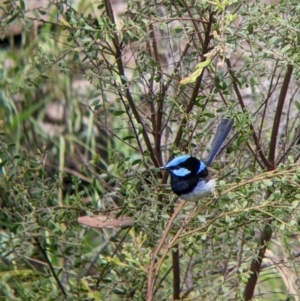 Malurus cyaneus at Redlands, NSW - 29 Oct 2022 10:36 AM